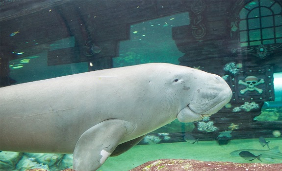IWO dugong-island-has-launched-at-sea-life-sydney-aquarium